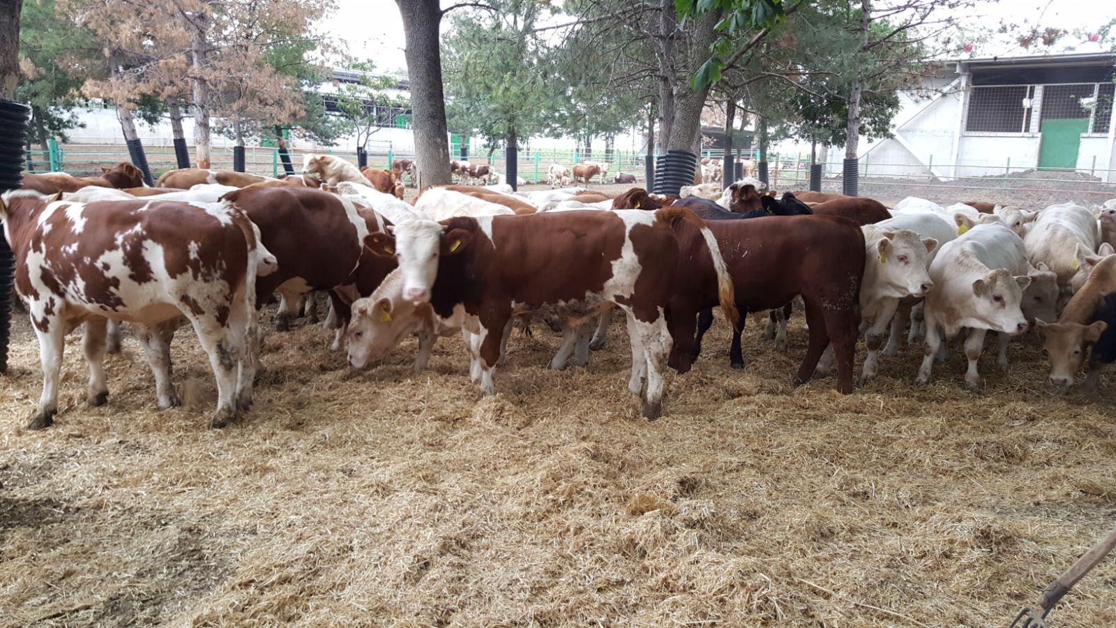 HAYVANCILIK ÇALIŞMALARIMIZ